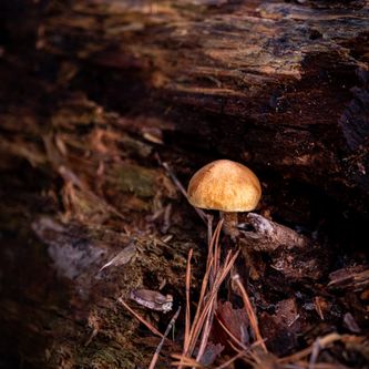 Logged Mushroom